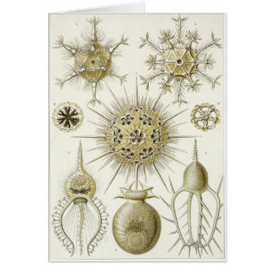 Carte d'art d'Ernst Haeckel : Phaeodaria