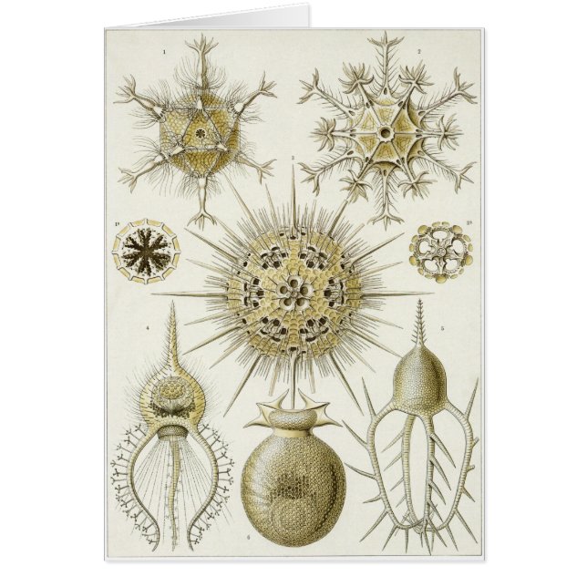 Carte d'art d'Ernst Haeckel : Phaeodaria (Devant)