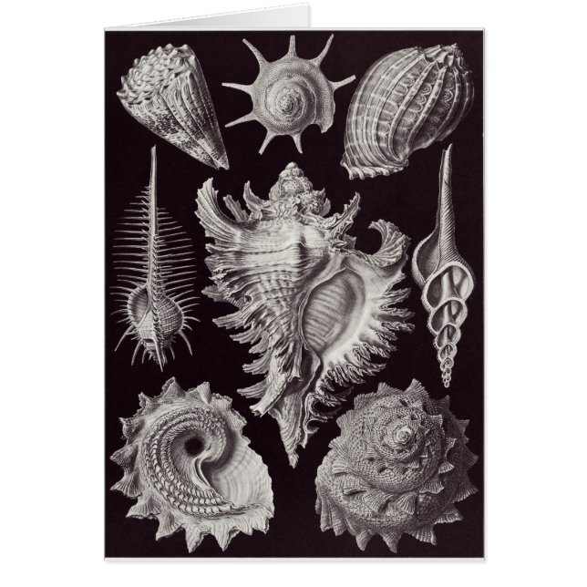 Carte d'art d'Ernst Haeckel : Prosobranchia (Devant)
