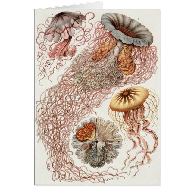 Carte d'art Ernst Haeckel : Discomedusae (Devant)