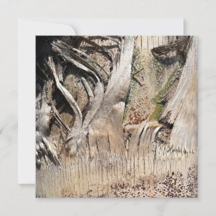 Carte Date Palm Tree Trunk Texture Fermer Photo Image