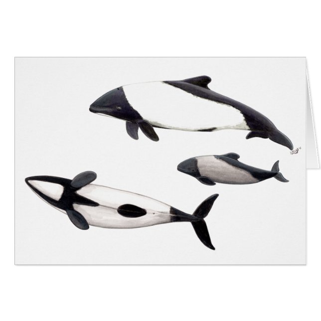 Carte Dauphin de Commerson ou tonina ovejera (Devant horizontal)