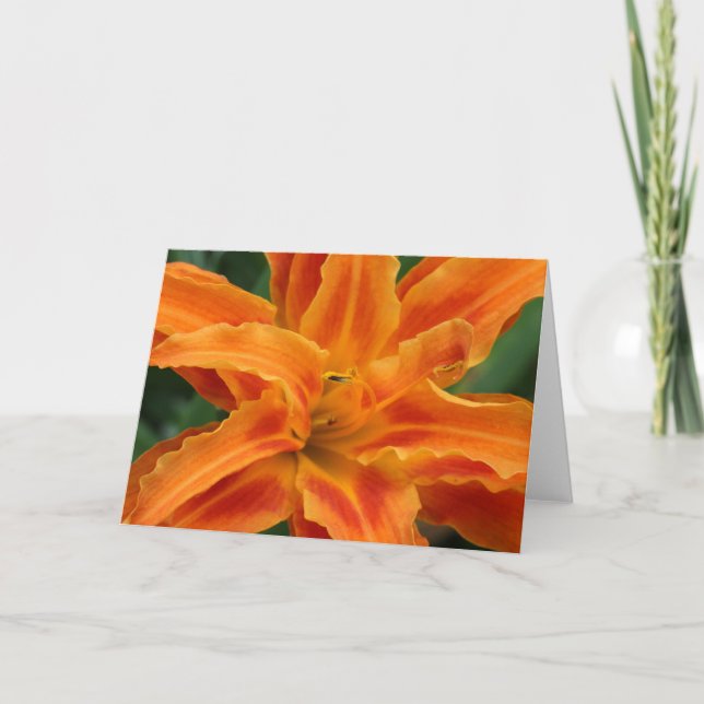 Carte Daylily (Devant)