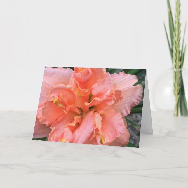 Carte Daylily, 'Siloam double Classic (Devant)