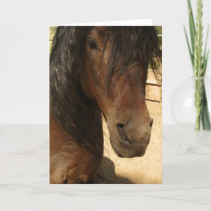 Carte de beauté Morgan Horse