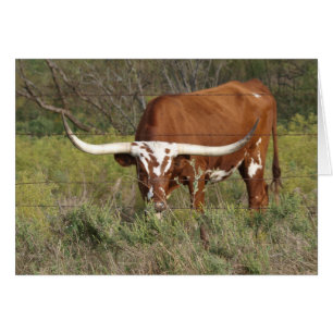 Carte de beauté Red Longhorn