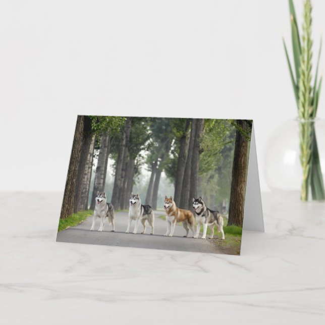 Carte De beaux chiens Husky sur un sentier naturel (Devant)