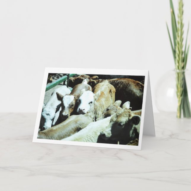Carte de bébés de vache (Devant)