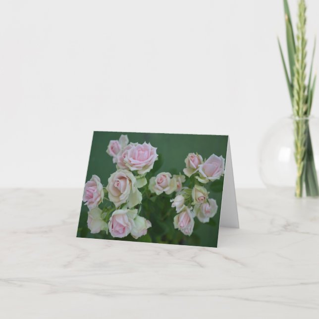 Carte De belles roses de jardin rose clair  (Devant)