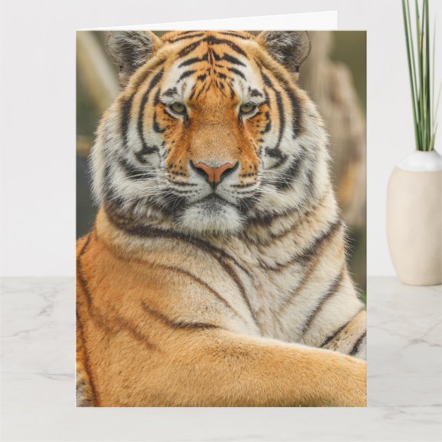 CARTE DE BON ANNIVERSAIRE TIGRE DU BENGALE (Devant)