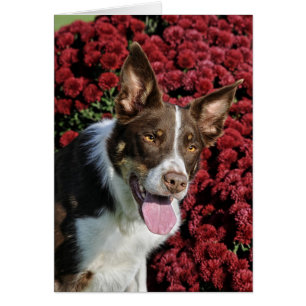 Carte de border collie