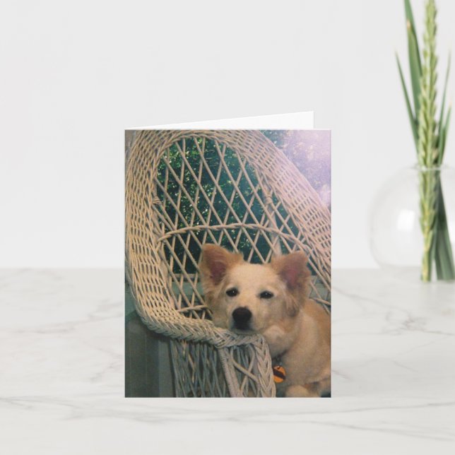 Carte de Border Collie Rouge Australien (Devant)
