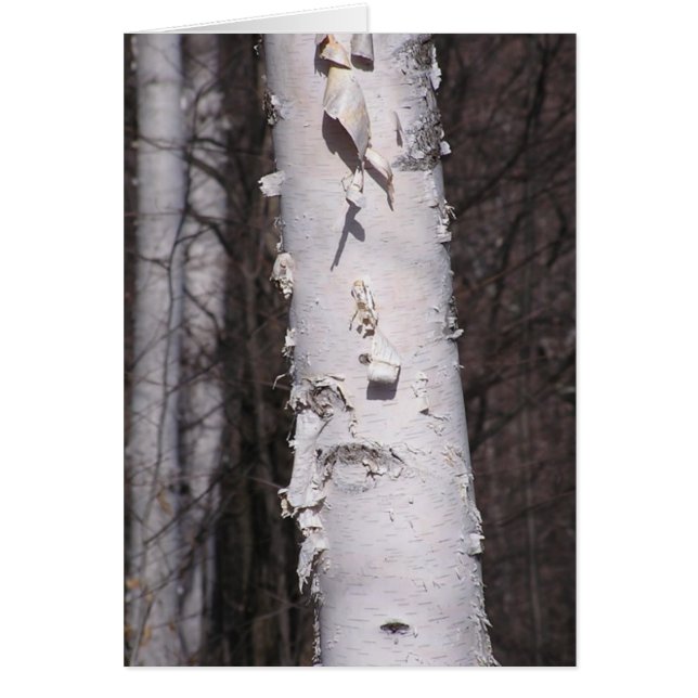 Carte de bouleau blanc (Betula papyrifera) (Devant)