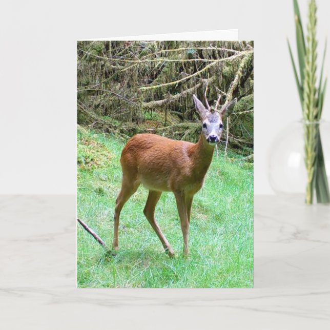 Carte de Brocard de Chevreuil – Chevreuil de Faune (Devant)