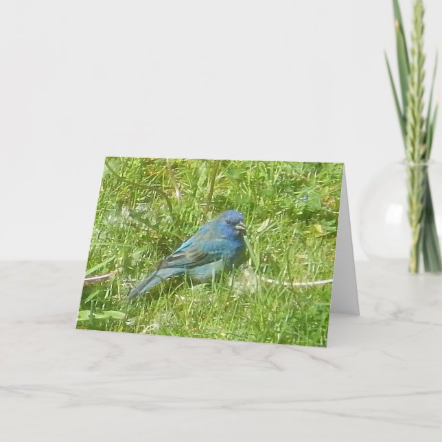 Carte de Bunting Indigo (Devant)