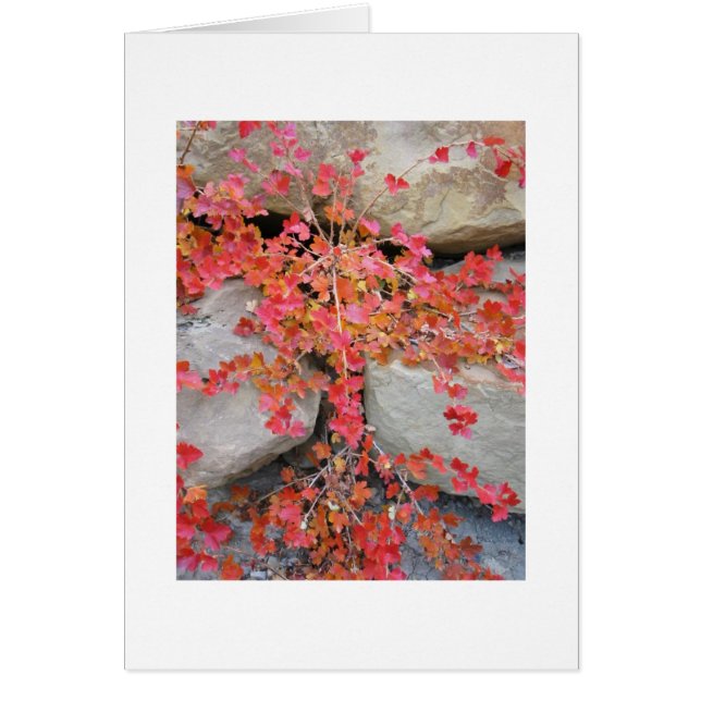 Carte de Bush de groseille à maquereau (Devant)