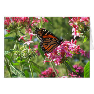 Carte de Butterflowers