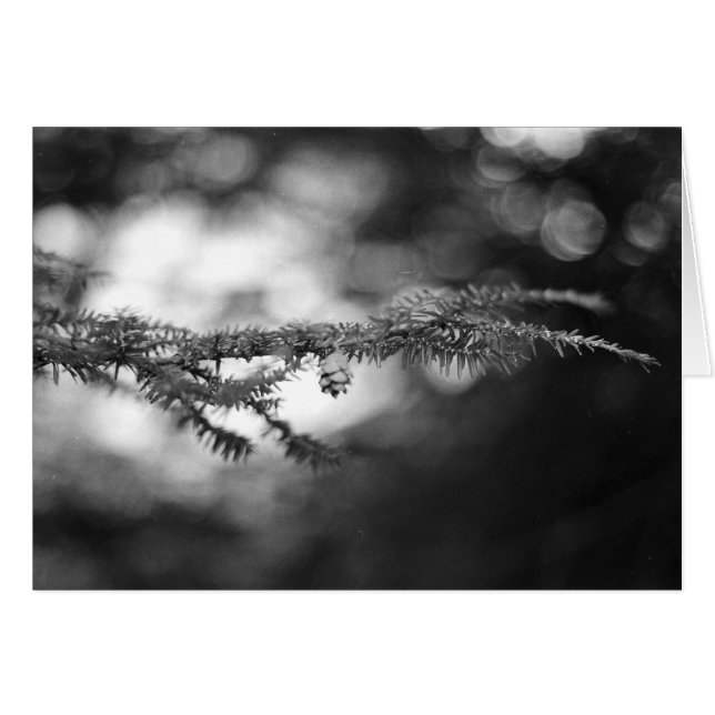 Carte de BW Pinecone (Devant horizontal)
