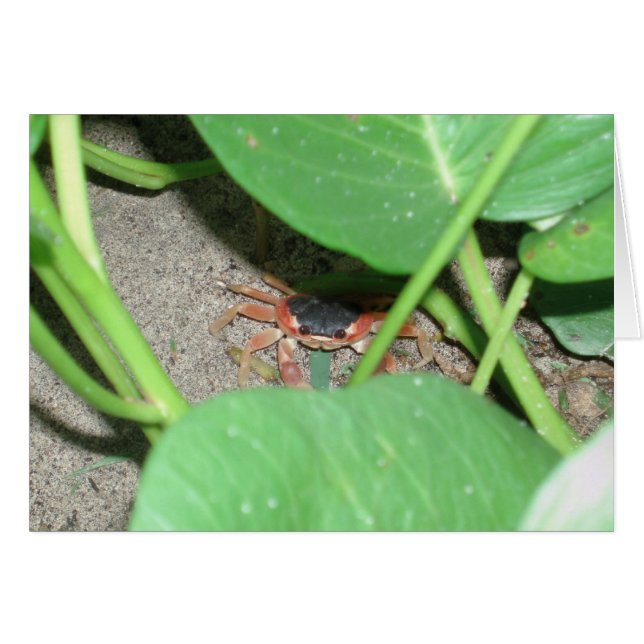 Carte de caches de crabe (Devant horizontal)