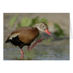 Carte de canard siffleur