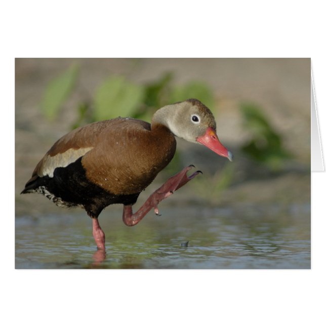 Carte de canard siffleur (Devant horizontal)