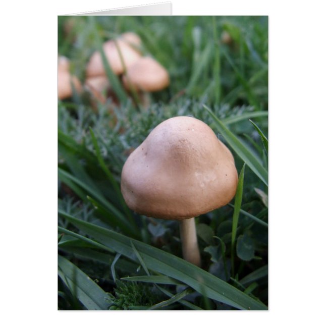 Carte de champignons (Devant)
