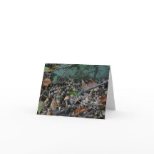 Carte de champignons