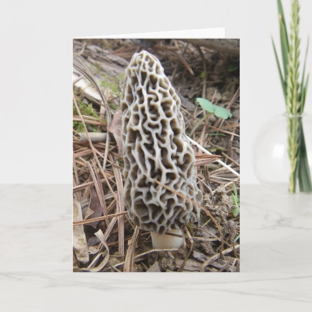 Carte de champignons Morel (Devant)