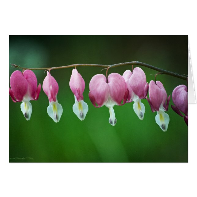 Carte de charme rose (Devant Horizontal)