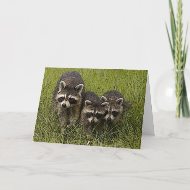 Carte de chasse à oeufs (Devant)