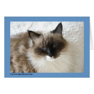 Carte de chat de Ragdoll