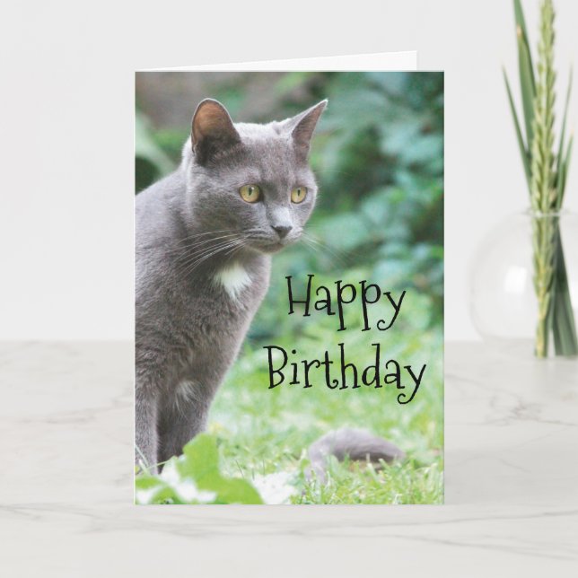 Carte de chat Kitty (Devant)