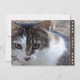 Carte de chat personnalisable à la fenêtre