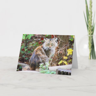 Carte de chat sauvage assis dans les bois