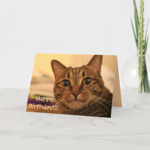 Carte de chat tigré de joyeux anniversaire