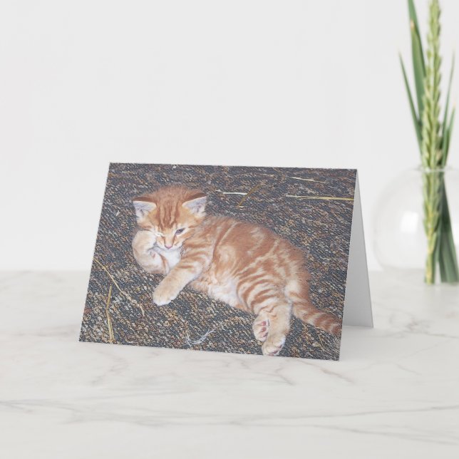 Carte de chaton sauvage au tabby orange (Devant)
