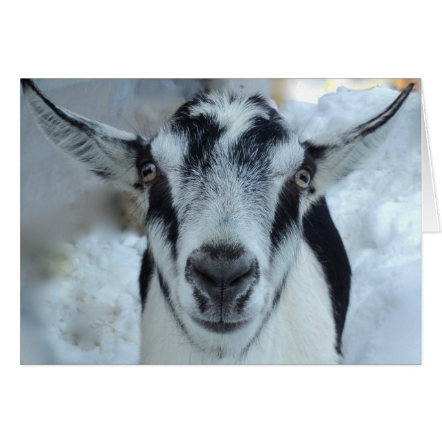 Carte de chèvre alpine (Devant Horizontal)