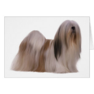 Carte de chien