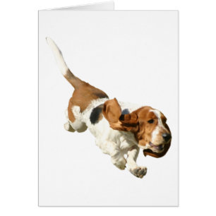 Carte de chien