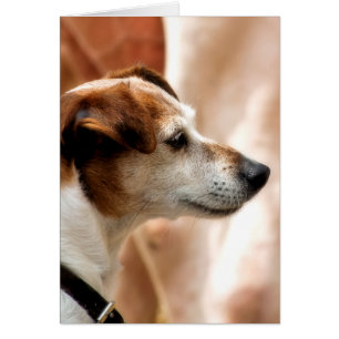 CARTE DE CHIEN JACK RUSSELL TERRIER