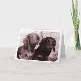 carte de chien teckel