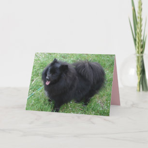 Carte de chiens Pomeranian noirs mignons Spitz all