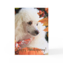 Carte de chiot bon thanksgiving Poodle