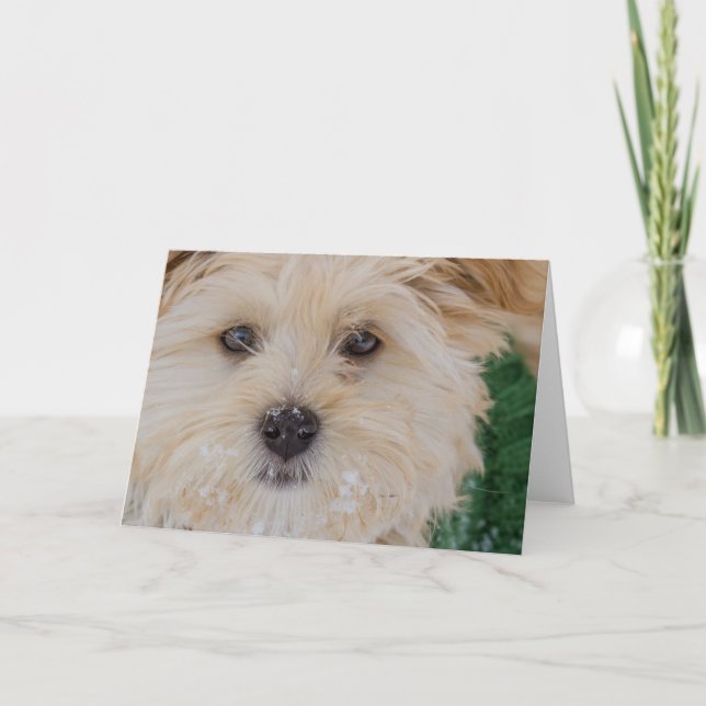 Carte de chiot de Milou Havanese (Devant)