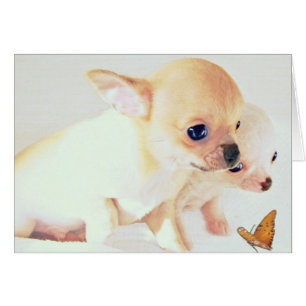 Carte de chiots de brebis douce