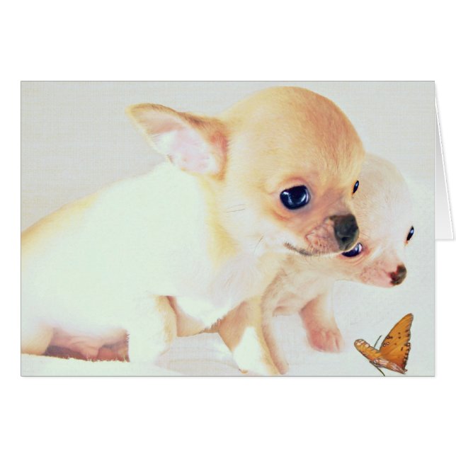 Carte de chiots de brebis douce (Devant horizontal)