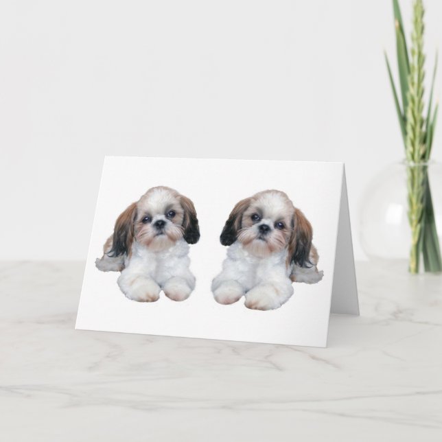 Carte de chiots de Shih Tzu (Devant)