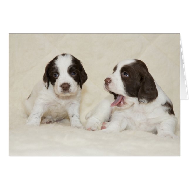 Carte de chiots fatigués (Devant horizontal)