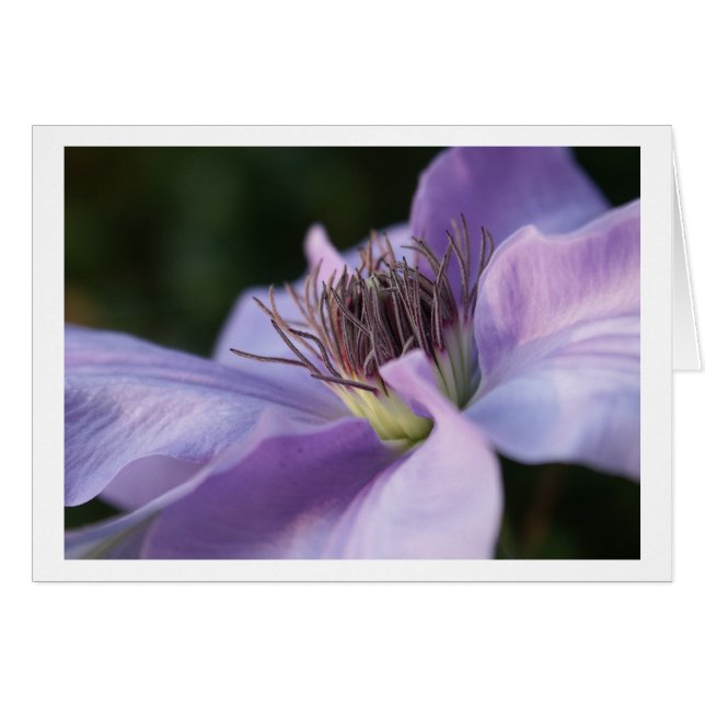 Carte de clématite pourpre (Devant horizontal)
