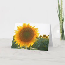 Carte de coeur de tournesol (blanc)